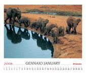 Elephants (Loxodonta africana)
