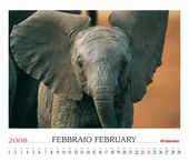 Elephant (Loxodonta africana)