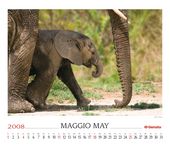 Elephant (Loxodonta africana)