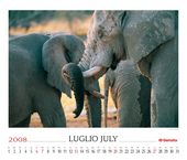 Elephants (Loxodonta africana)