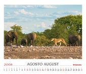 Elephants (Loxodonta africana)