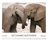 Elephants (Loxodonta africana)