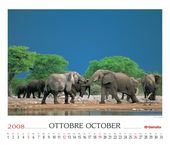 Elephants (Loxodonta africana)