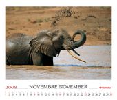 Elephant (Loxodonta africana)