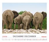 Elephants (Loxodonta africana)