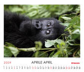 Mountain Gorilla (Gorilla beringei beringei)