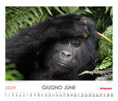 Mountain Gorilla (Gorilla beringei beringei)