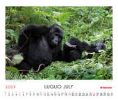 Mountain Gorilla (Gorilla beringei beringei)