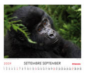 Mountain Gorilla (Gorilla beringei beringei)