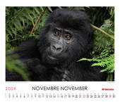 Mountain Gorilla (Gorilla beringei beringei)