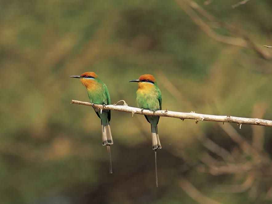 Malawi - Liwonde - Merops boehmi