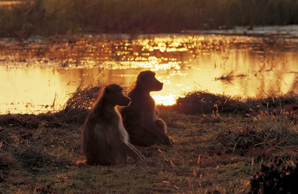 Botswana - Okavango-Moremi - Papio ursinus