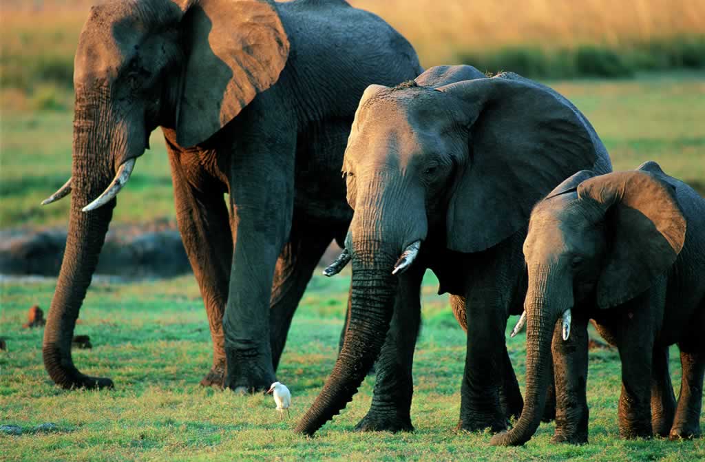 Botswana - Chobe - Loxodonta africana