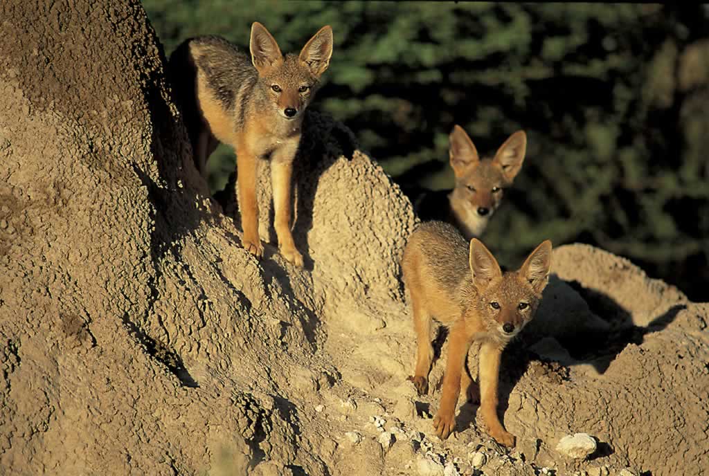 Namibia - Etosha - Canis mesomelas