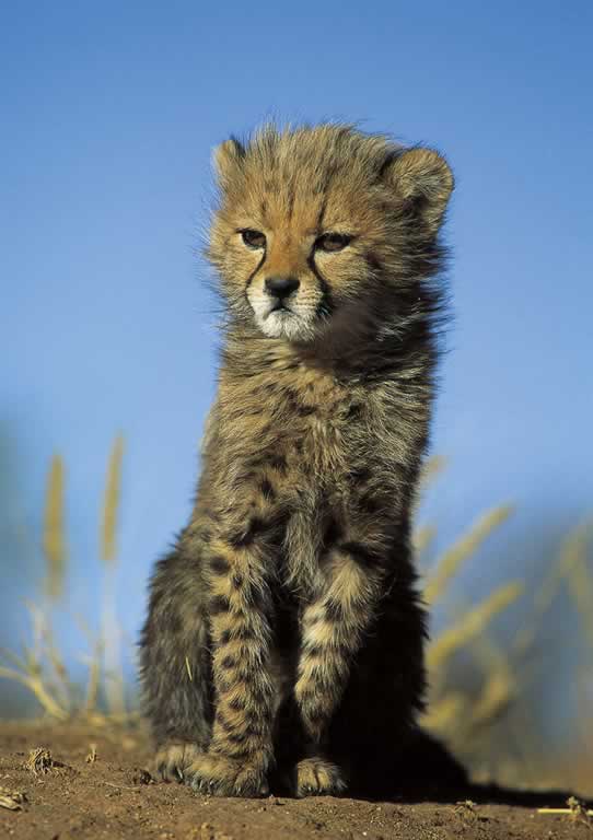 Namibia - C.C.F. - Acinonyx jubatus