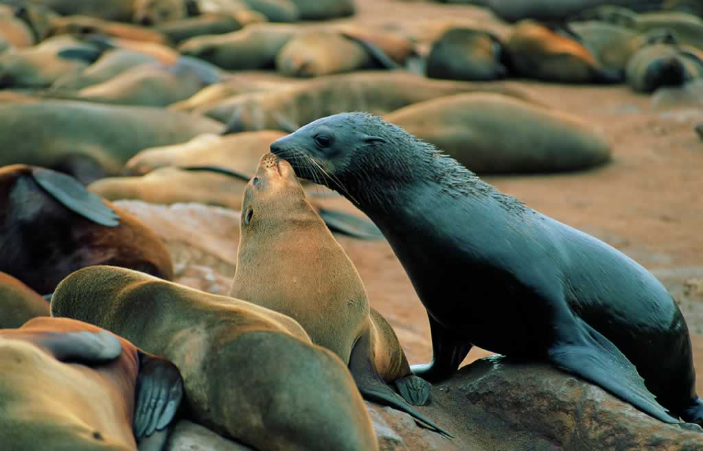 Namibia - Cape Cross - Arctocephalus pusillus