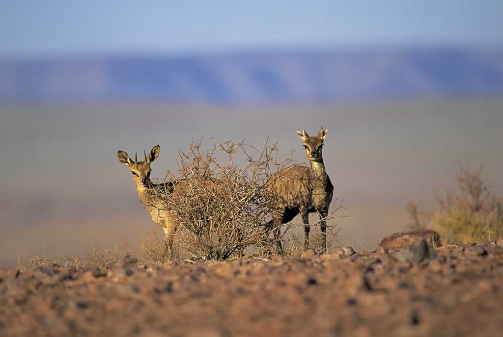 Namibia - Namib-Naukluft - Oreotragus oreotragus