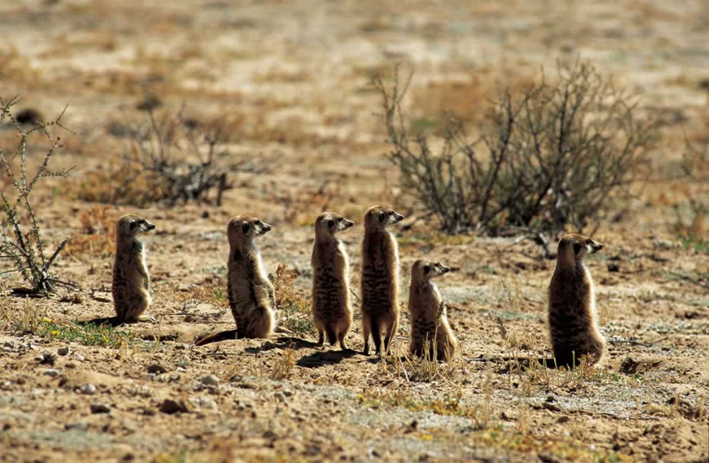 Sud Africa - Kgalagadi - Suricata suricatta