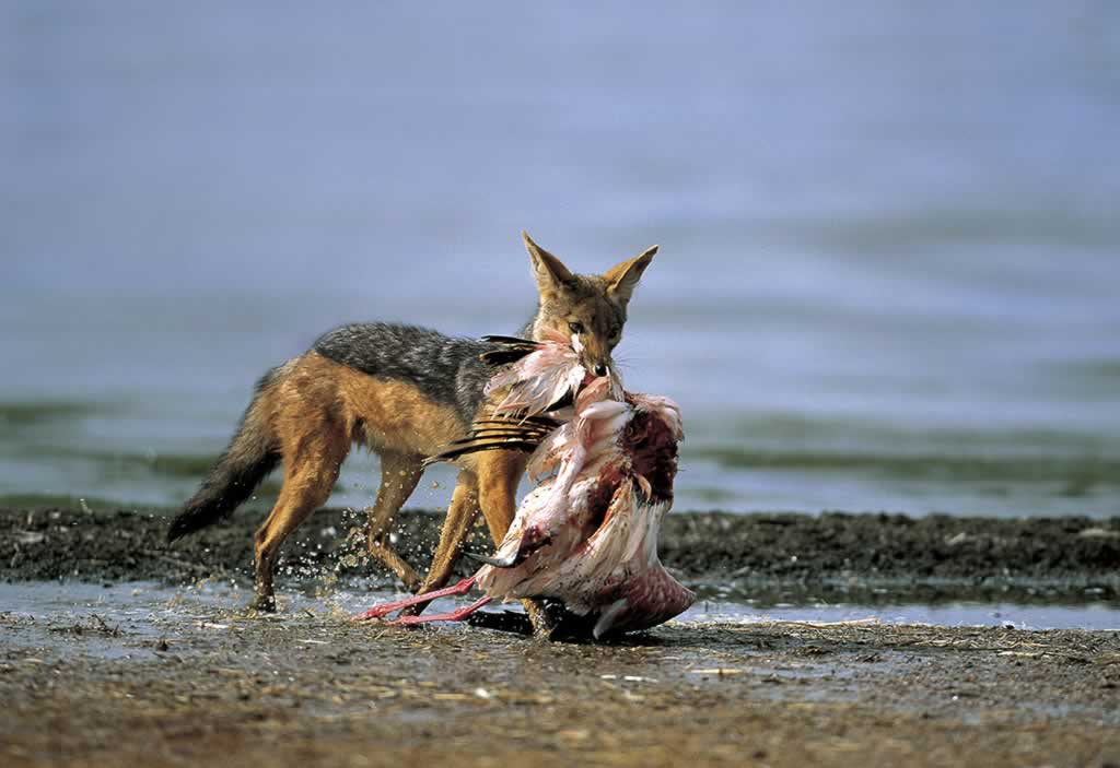 Kenya - Nakuru - Canis mesomelas