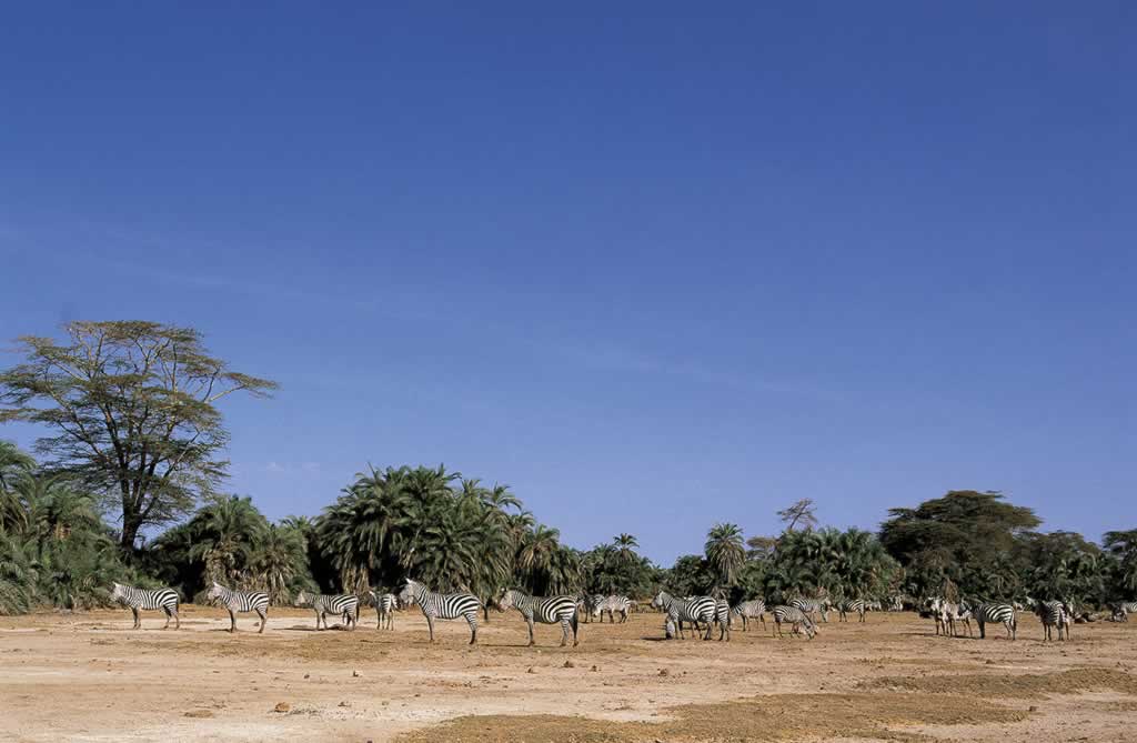 Kenya - Amboseli - Equus burchelli