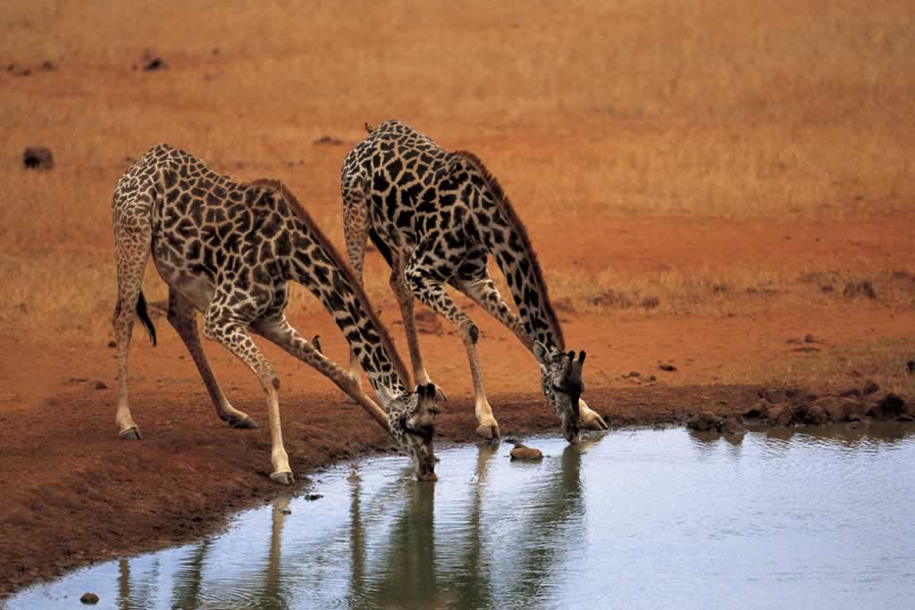 Kenya - Tsavo - Giraffa camelopardalis