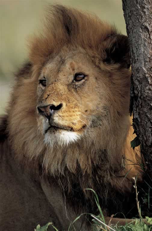 Tanzania - Serengeti - Panthera leo