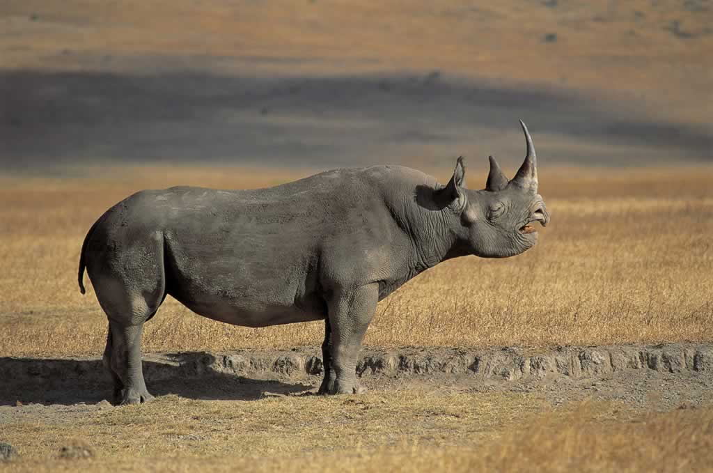 Tanzania - Ngorongoro - Diceros bicornis