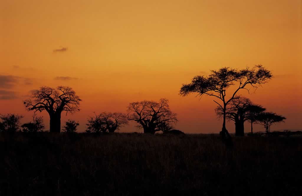 Tanzania - Tarangire - Adansonia digitata