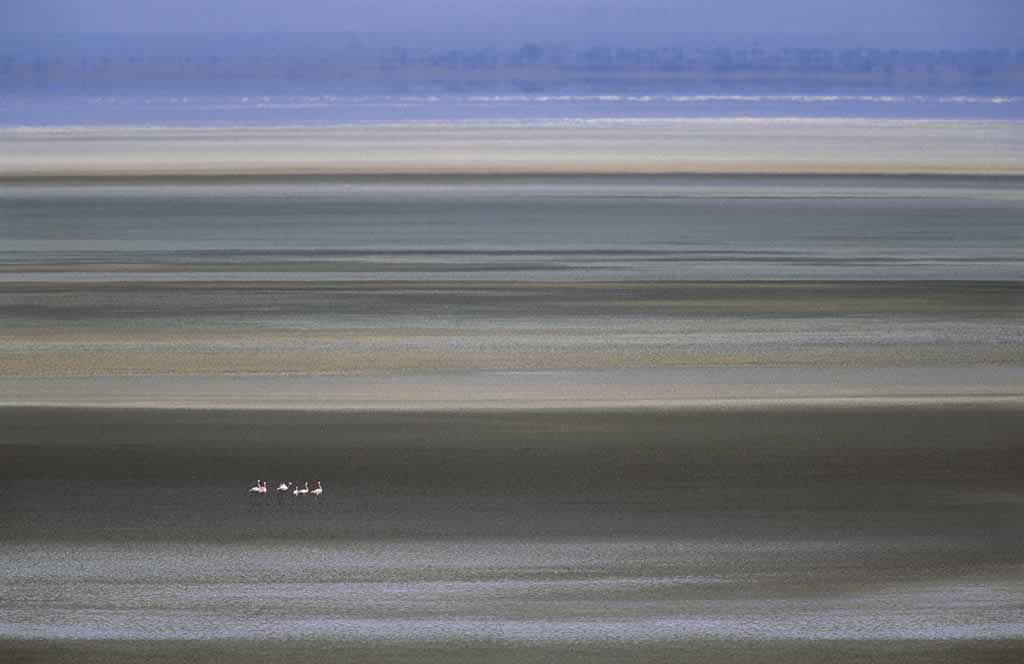 Tanzania - Lake Manyara - Phoenicopterus minor